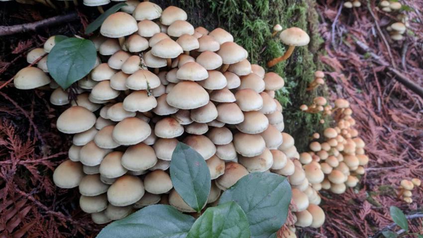 Thanksgiving Mushrooms
