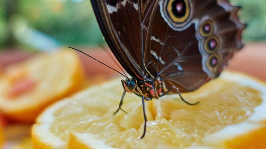 The Butterfly Effect