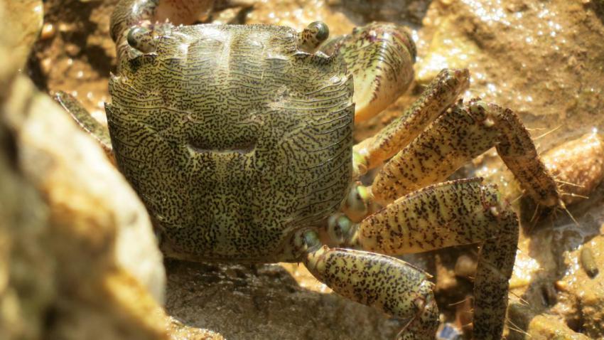 The Crab