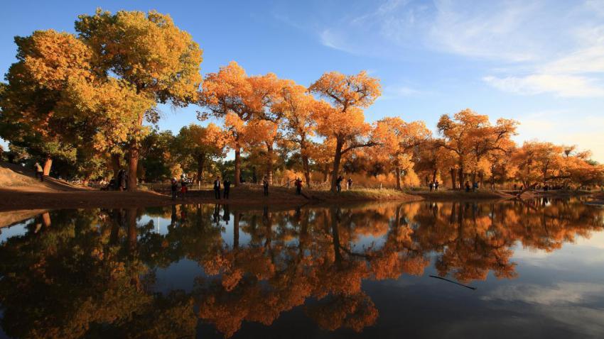 The Festival of Populus euphratica