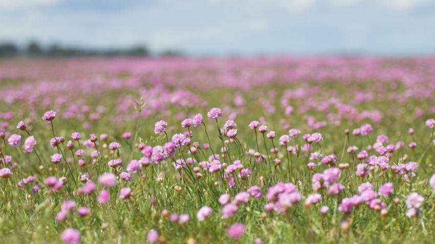 The Field of Pink