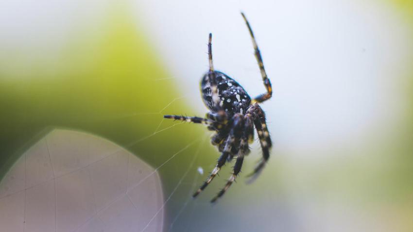 The spotted, hairy little creature