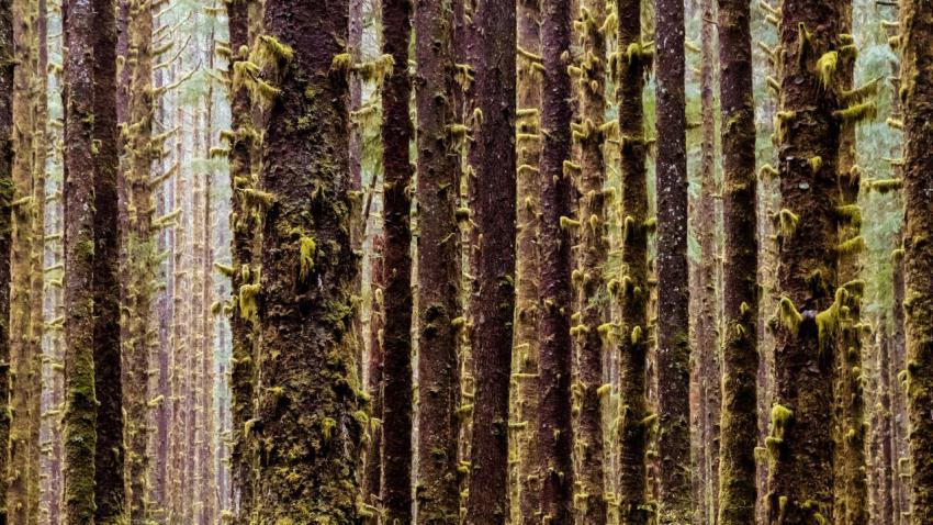 The Woods 2