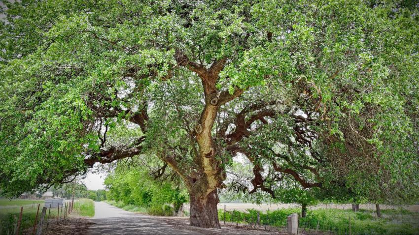 The Wedding Tree