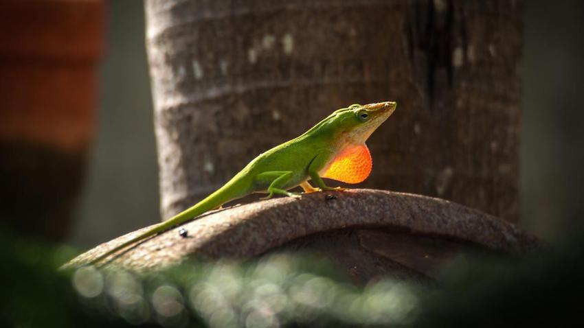 Threateningly Anolis in Havanna