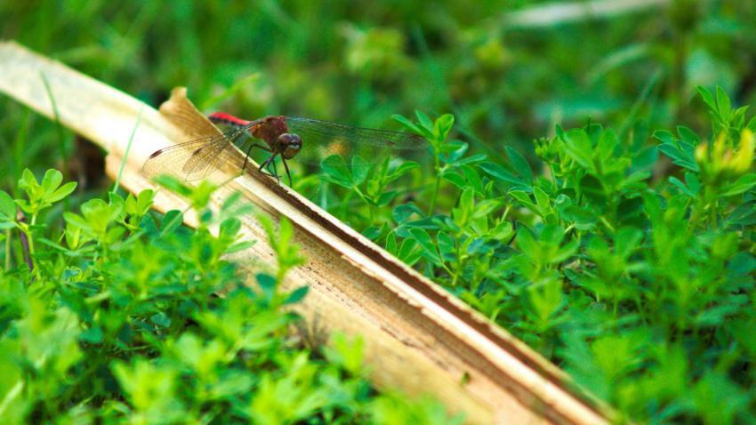 Tinker the Dragon Fly