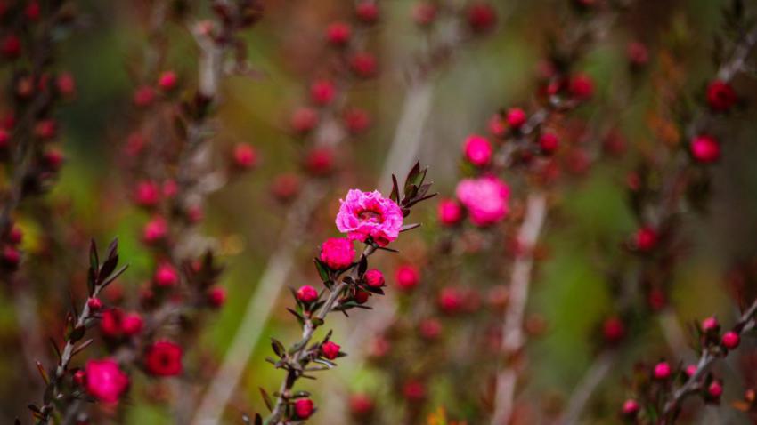 Tiny Pink
