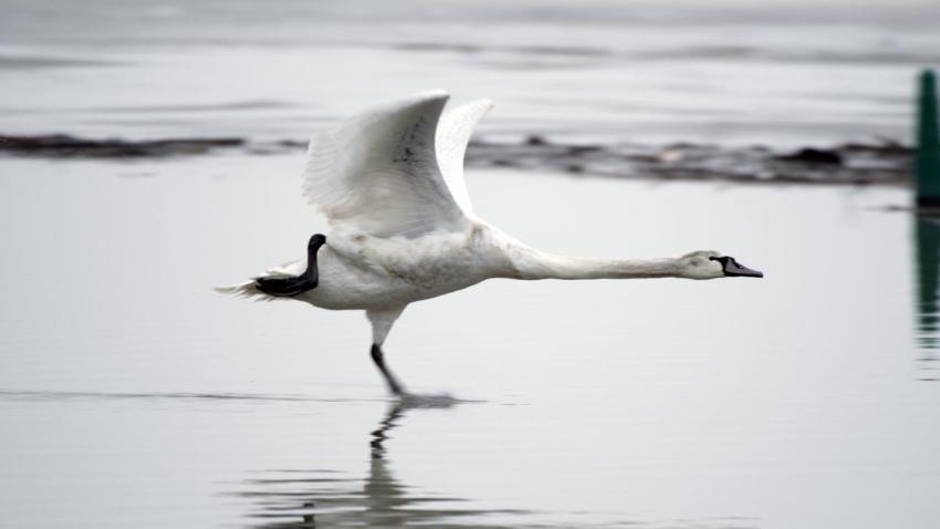 Trumpeter Swan
