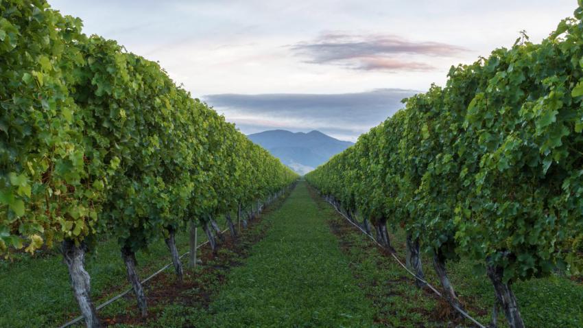 Vineyard