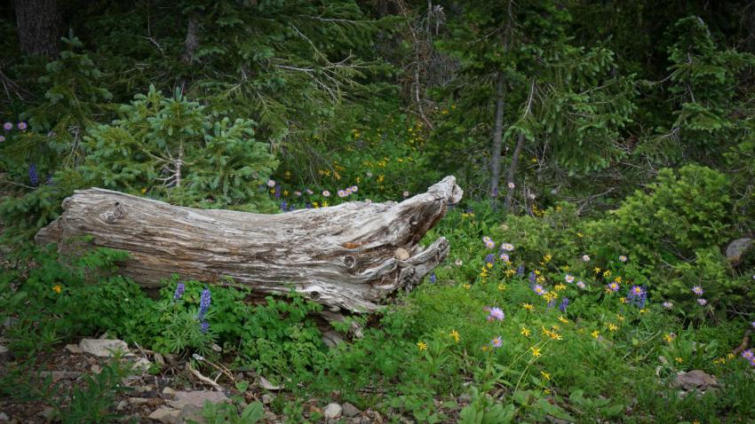 Washburn's Log