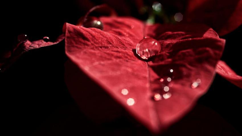 Water Drops On A Poinsettia's leaf