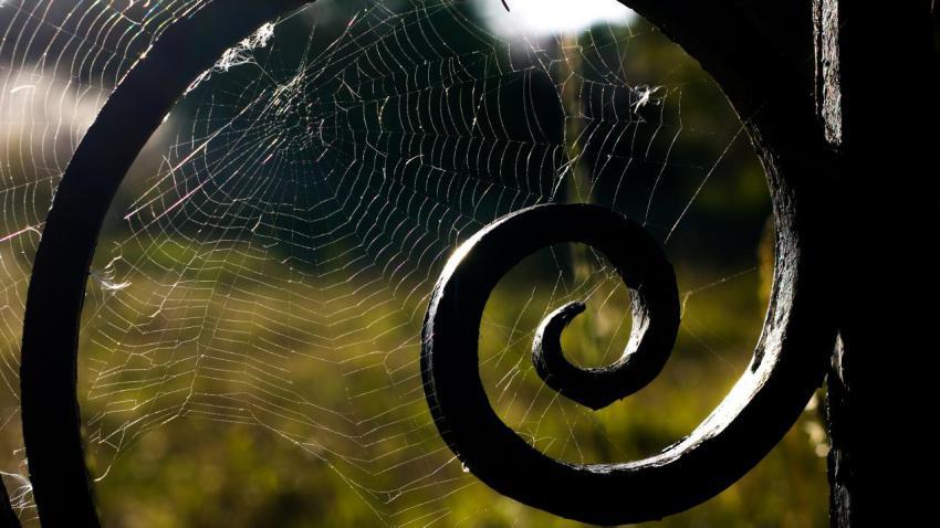 Web Work