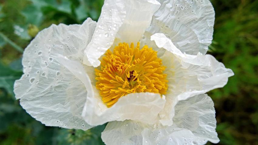 White Gordonia