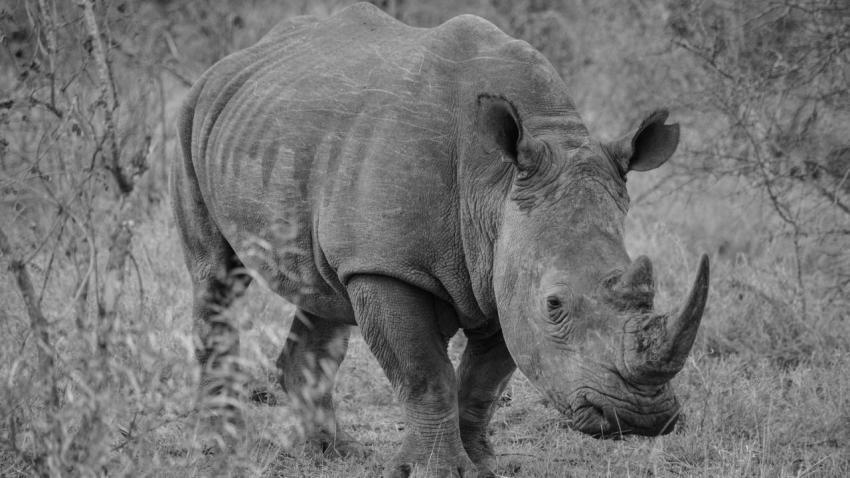 White Rhino