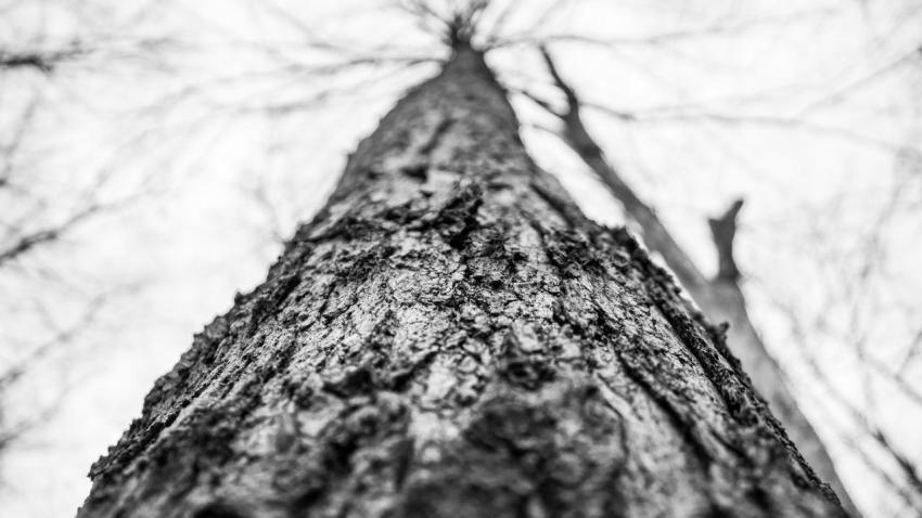 Woodland Hike