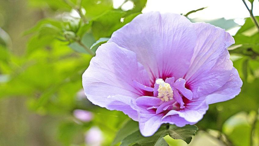 Yard Flower