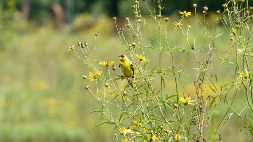 Yellow Finch in Meadow