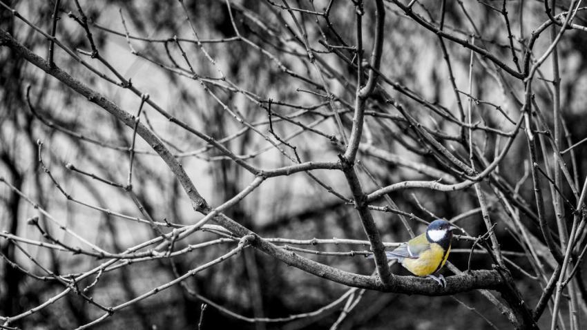 Yellow on the branch