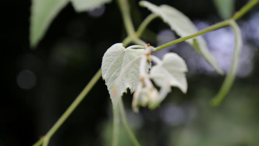 Young Grape Leaves