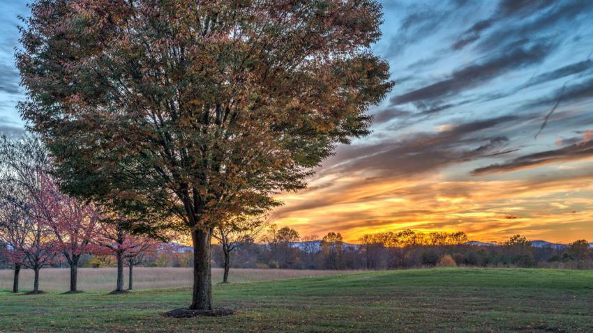 Zelcova Tree Sunset