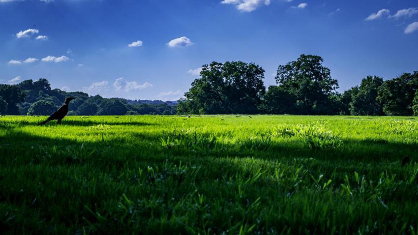 Zilker