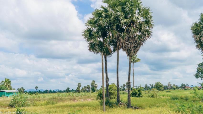 Khmer Natural, Kampot Province 99