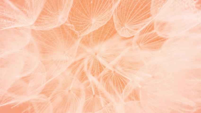 Color of the year 2024 peach fuzz beautiful soft 2023 12 12 12 54 56 utc
