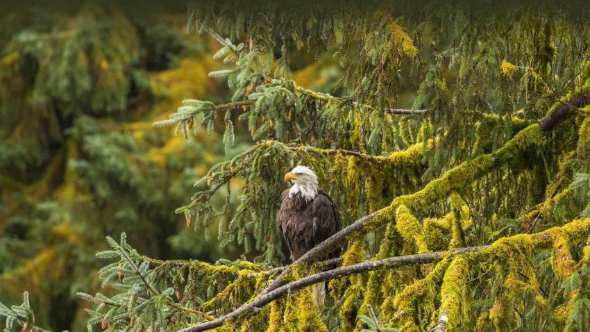 EagleTree