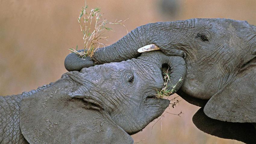 ElephantGiving