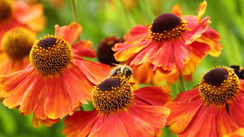 EuropeanHoneybee