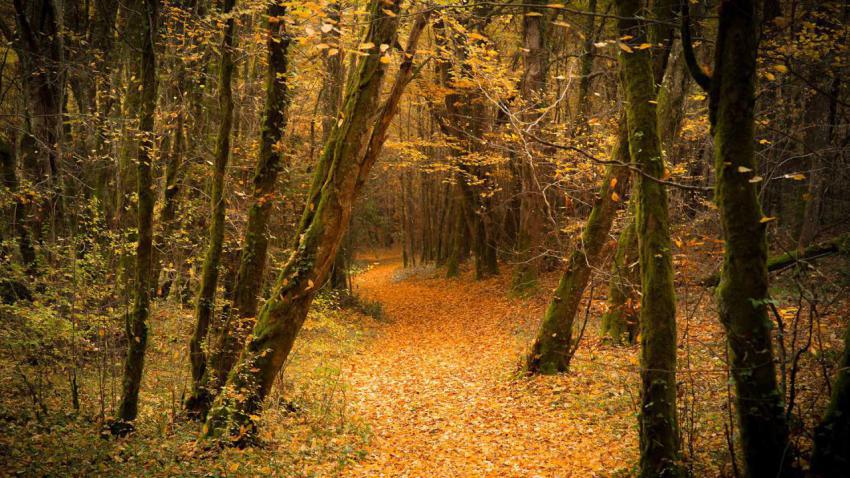 FallFoliage