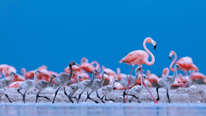 FlamingoTeacher