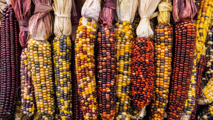 FlintCorn