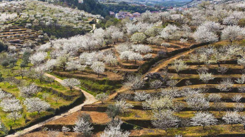 FloweringCherryJerte