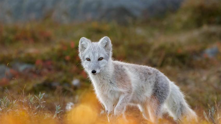 FoxDovrefjell