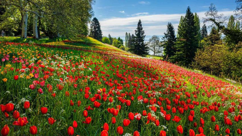 GartenTagTulpen
