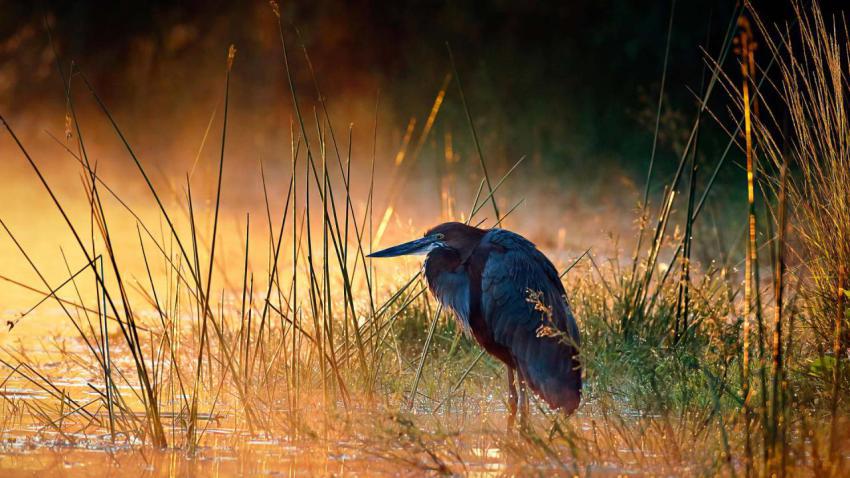 GoliathHeron