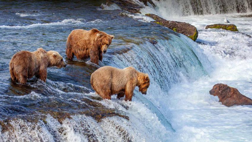 GrizzlyFalls