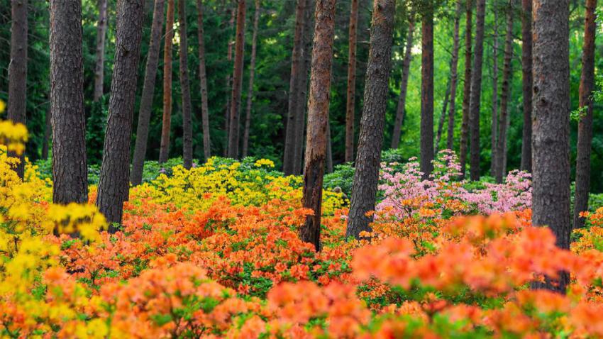 HaagaRhododendron 1920x1080