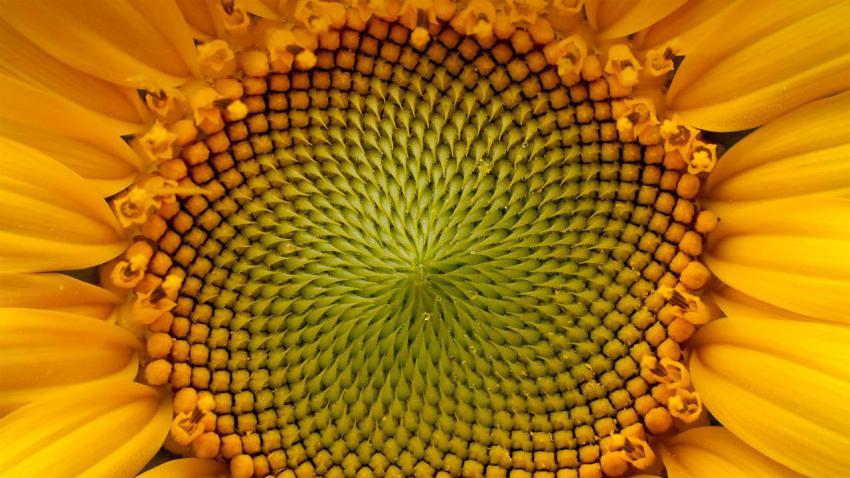 HelianthusAnnuus