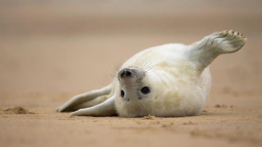 HelloSeal