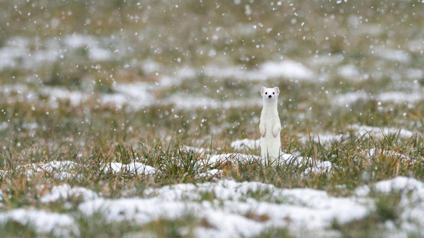 HermelinSchnee