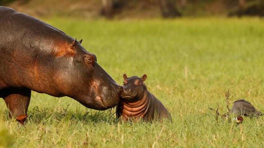 HippoDayChobe