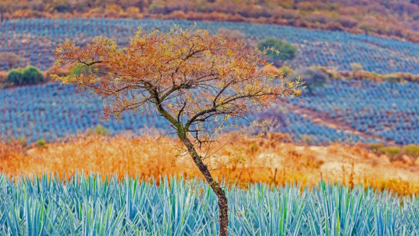 JaliscoAgave 1920x1080