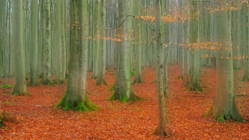 JasmundBuchenHerbst