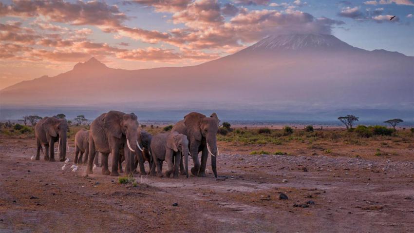 KilimanjaroElephants