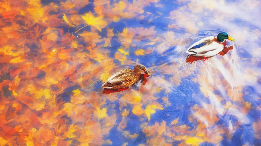 MallarDucks