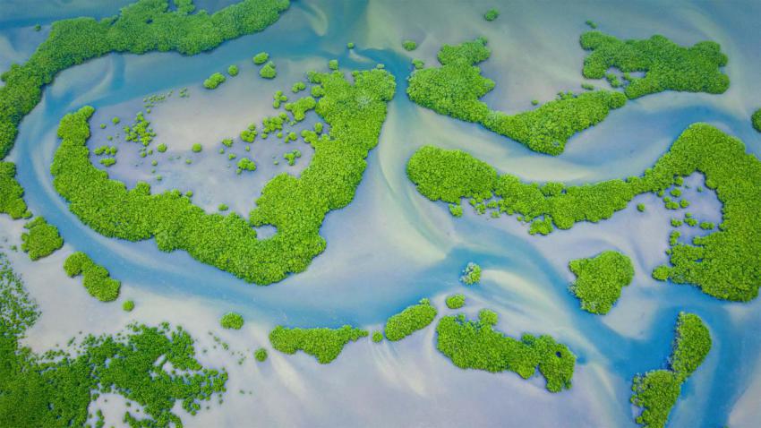 MangroveDay