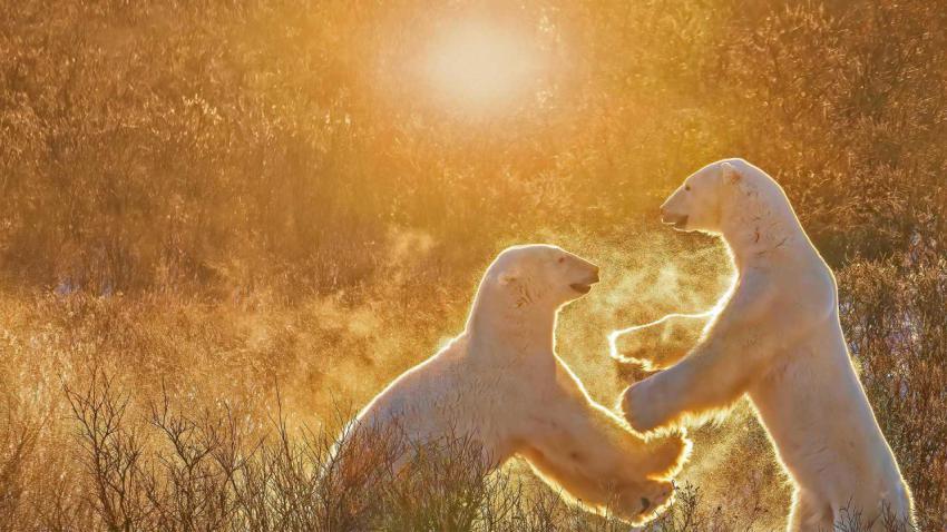 ManitobaBears 1920x1080