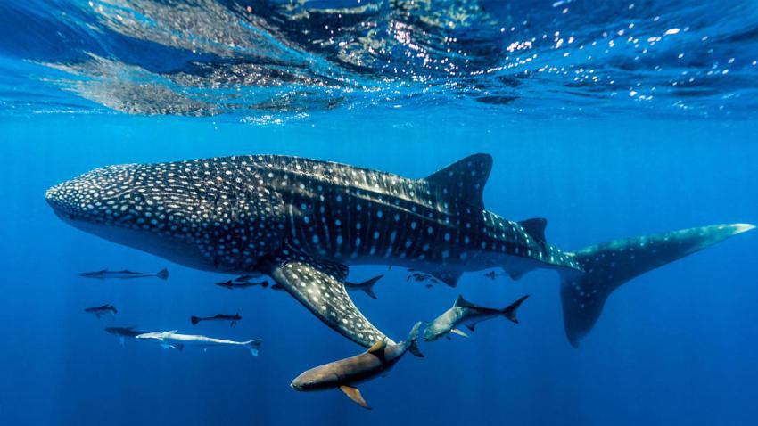 NingalooShark